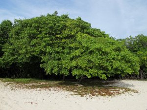 White Mangrove