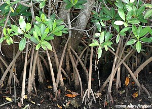 Red Mangroves