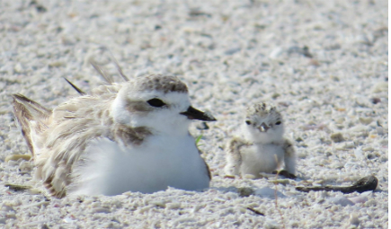 shorebirds-nesting-slider