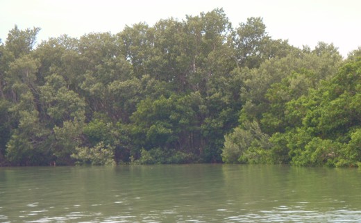 Mangroves on Shell Key